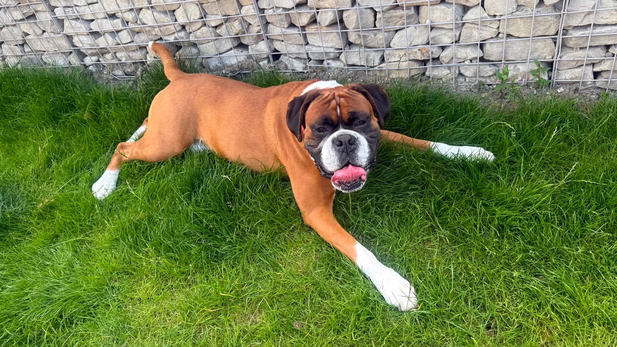 A happy dog relaxing in the Pet Care Family UK garden