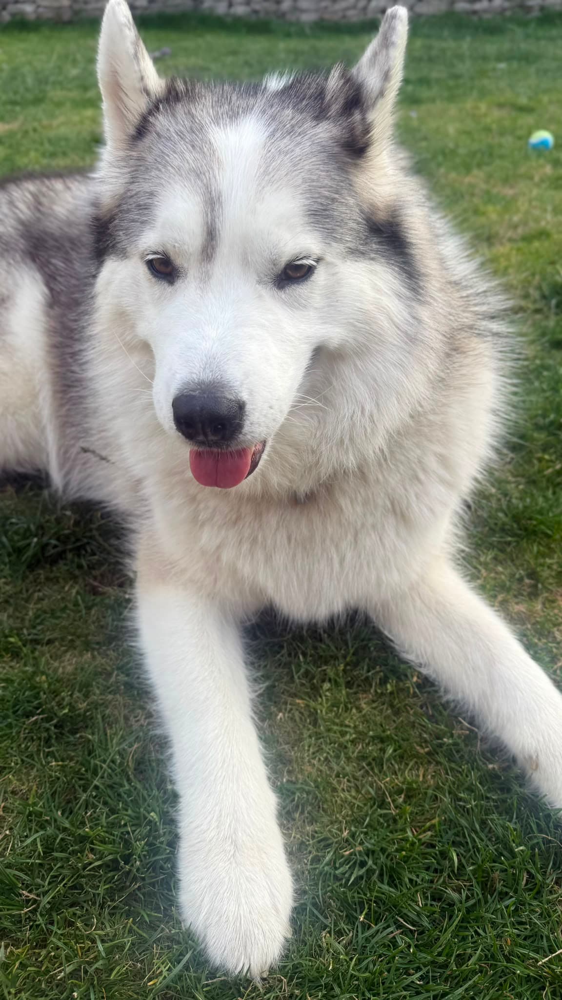 A happy Pet Care Family UK guest